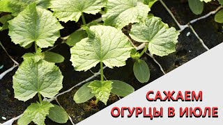 Вторая посадка огурцов. Сажаем огурцы в июле.