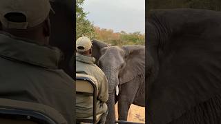 Elephant and tracker #elephant #tracker #shorts #reel