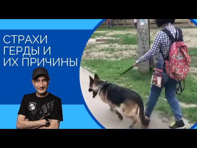 собака стала очень пугливой Собака вдруг испугалась