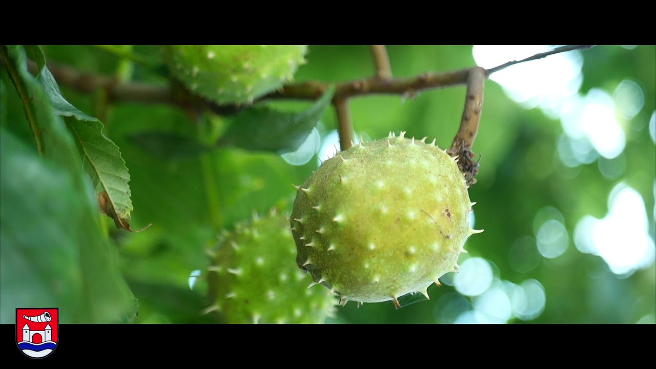 GEMEINDE LACKENBACH 2017   16022018   WWW MILIBADIC COM