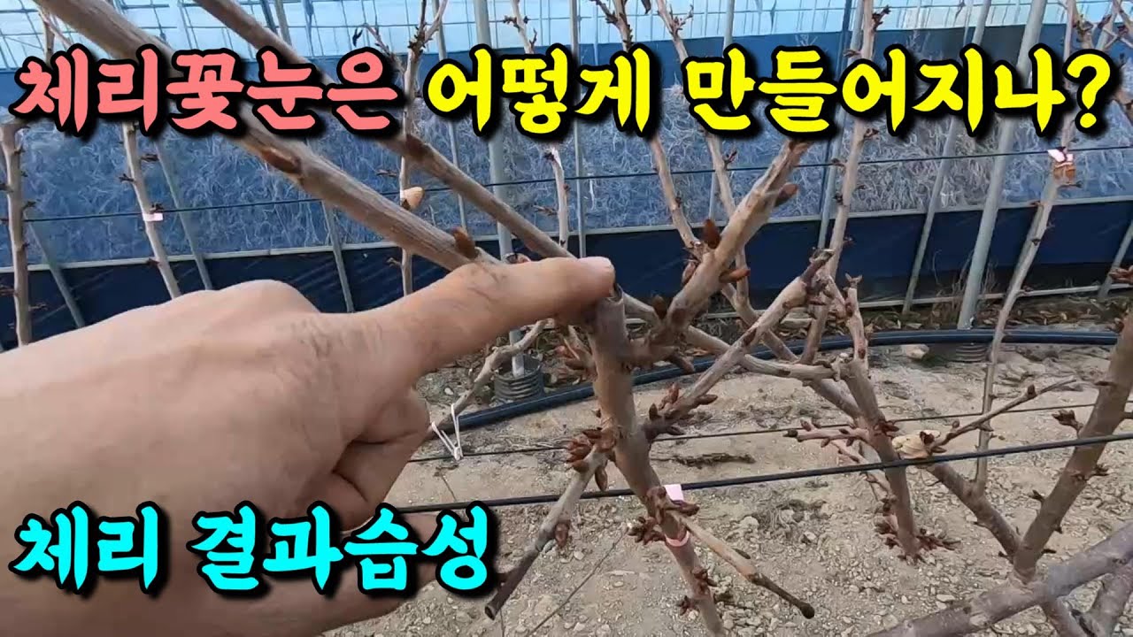 체리는 심었는데 꽃은 왜 안피는가? 체리 꽃눈은 어디에, 어떻게, 언제 오나?. [체리 결과습성]