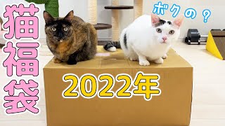 2022年！猫用福袋を猫たちと開封します！