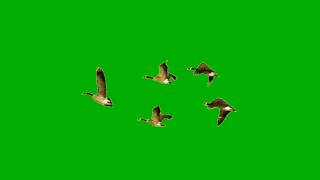 flying screen birds effect