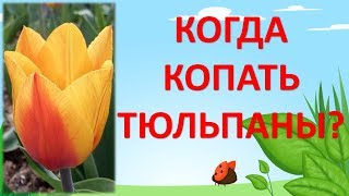 КОГДА ВЫКАПЫВАТЬ ТЮЛЬПАНЫ? Как выращивать тюльпаны. Выращивание тюльпанов.