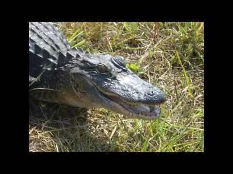 The devil's Hammock and the Lower Suwannee 2011