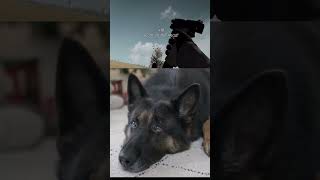 Bird Hunting 2020 Fps Hunter Master The Wild Hunt Mobile Game Explorer