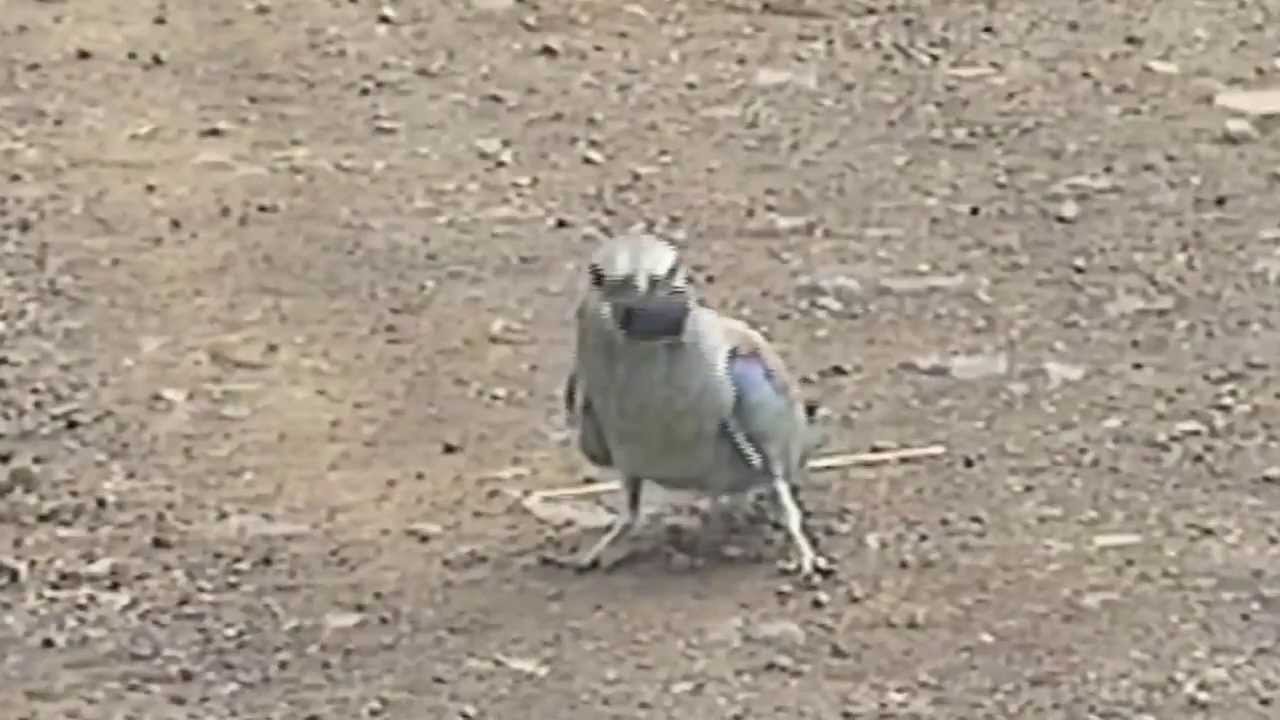 NATURAL HISTORY: ROLLERS. Images of European & Lilac-breasted rollers ending with a beetle drive.