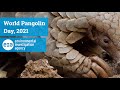 World Pangolin Day, 2021