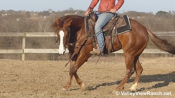 Chic Chic Dream***For info, price, etc., go to our website: ValleyViewRanch.net***