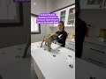 #cat #dog #köpek #kedi #keşfet #youtube #reels #viral #shorts #short #almanya #avrupa #funny #fypシ