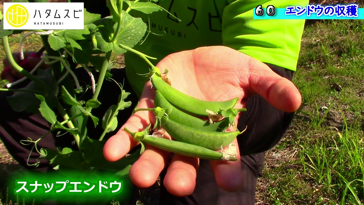 ハタムスビ 60 エンドウ豆の収穫 えんどう豆が実った 野菜作りムービー Youtube