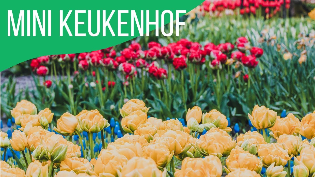 Poldertuin Anna Paulowna 2021 | Keukenhof in miniature 🌷