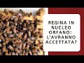 Regina in nucleo: l'avranno accettata? 🐝