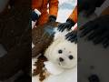 Heartwarming! Poor Albino Seal Stuck in Sludge&mdash;Saved! 😢#wildliferescue #arcticrescue #rescuestory