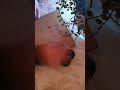 أنت مجبر انك تستحمل التعب لازم تتعب عشان تنجح تحفيز