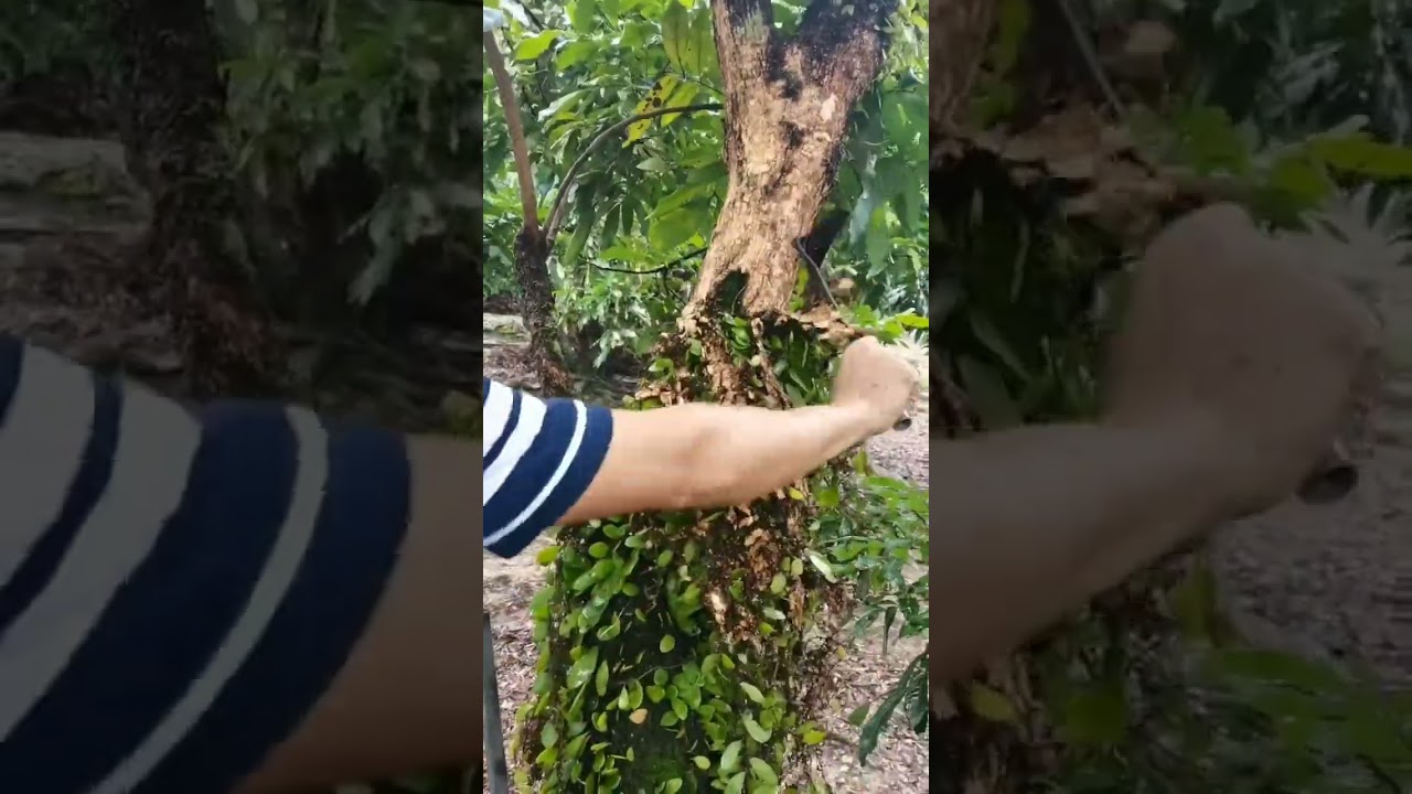 Scrape Off The Parasitic Plants On The Longan Tree #satisfying #short