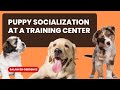 Puppy Socialization at a Training Center: Why It's Important - Balanced Obedience - Online and Oahu