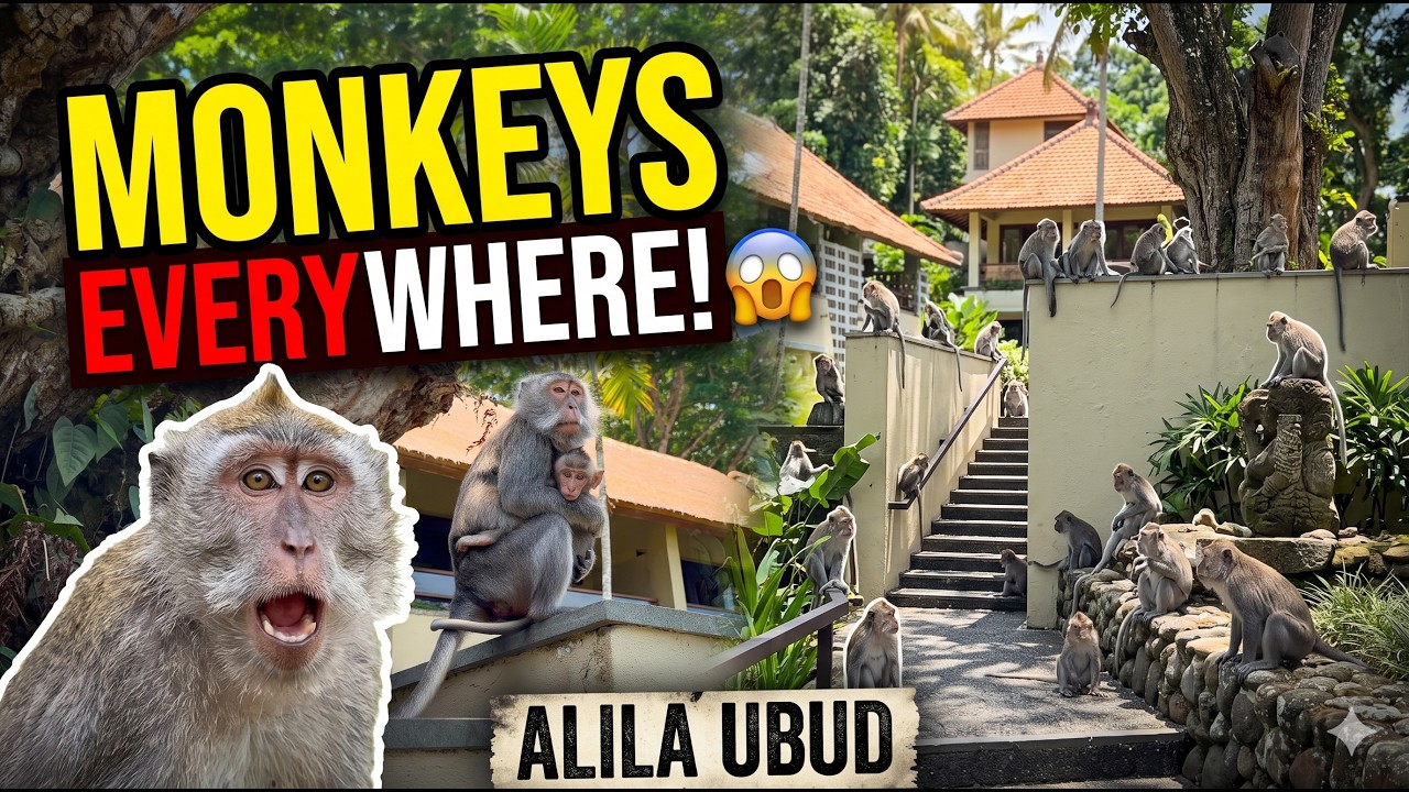 Monkeys Galore: Huge Troop Invades Alila Ubud! – Video Monkeys Galore: Huge Troop Invades Alila Ubud! – Video