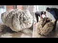 Esta oveja desapareció 5 años y así fue como volvió  | Animales mas peludos