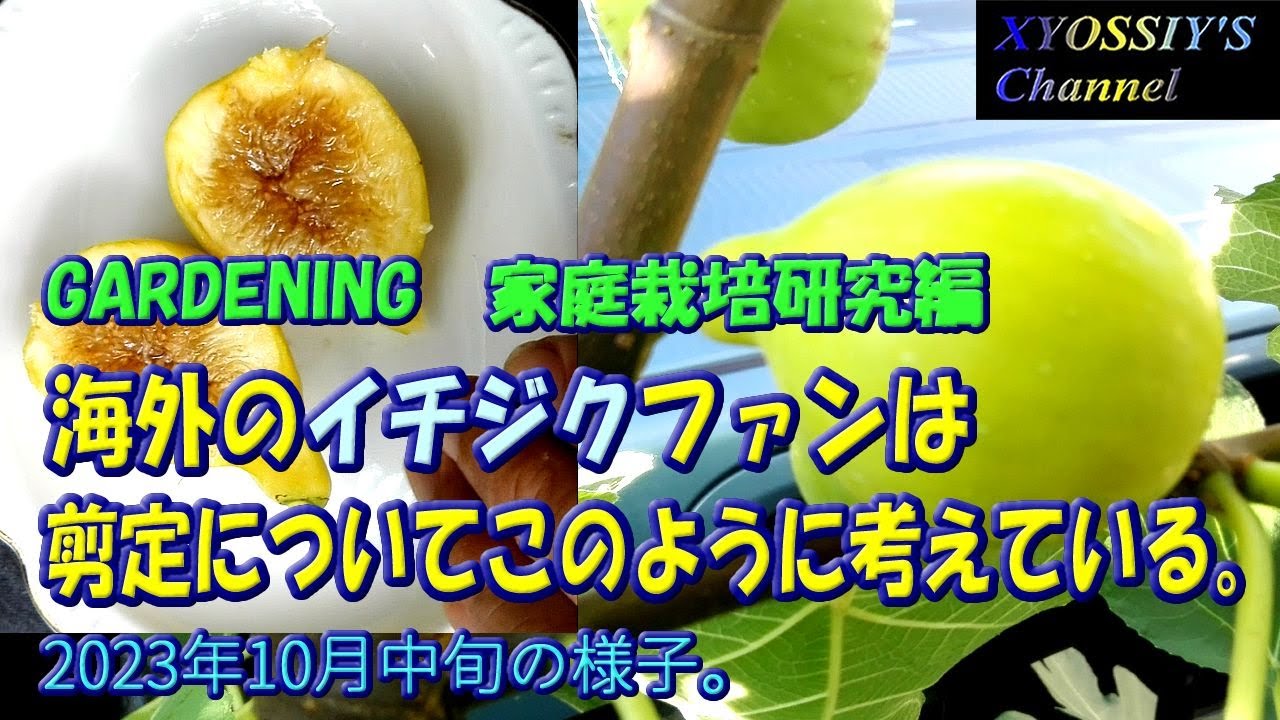 XYOSSIY's Life Channel] This is how fig enthusiasts overseas think