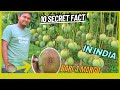 What is bari4 mango  4      full exploring bari 4 mango farming in india