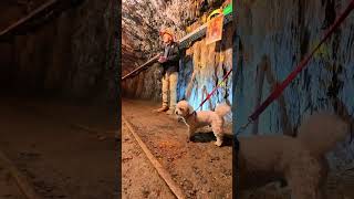 🐶🏍️ Looking for a chill autumn road trip?Walhalla is a beautiful former gold-mining town.