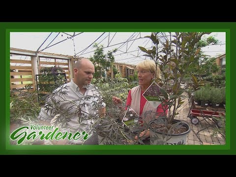 Video: Multifunksionele planttuinmaak: kweek en gebruik dubbeldiensplante
