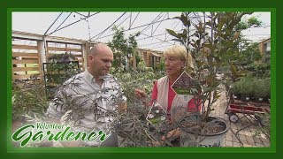 Dual Benefit Landscape Plants | Volunteer Gardener