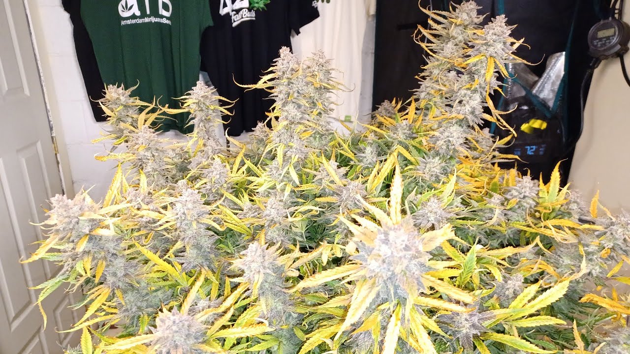 Huge Auto creeper, Super Sativa Club harvest medical marijuana