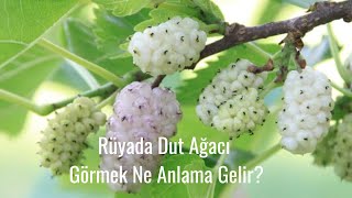 Rüyada Dut Ağacı Görmek Ne Anlama Gelir, Rüyada Dut Ağacı