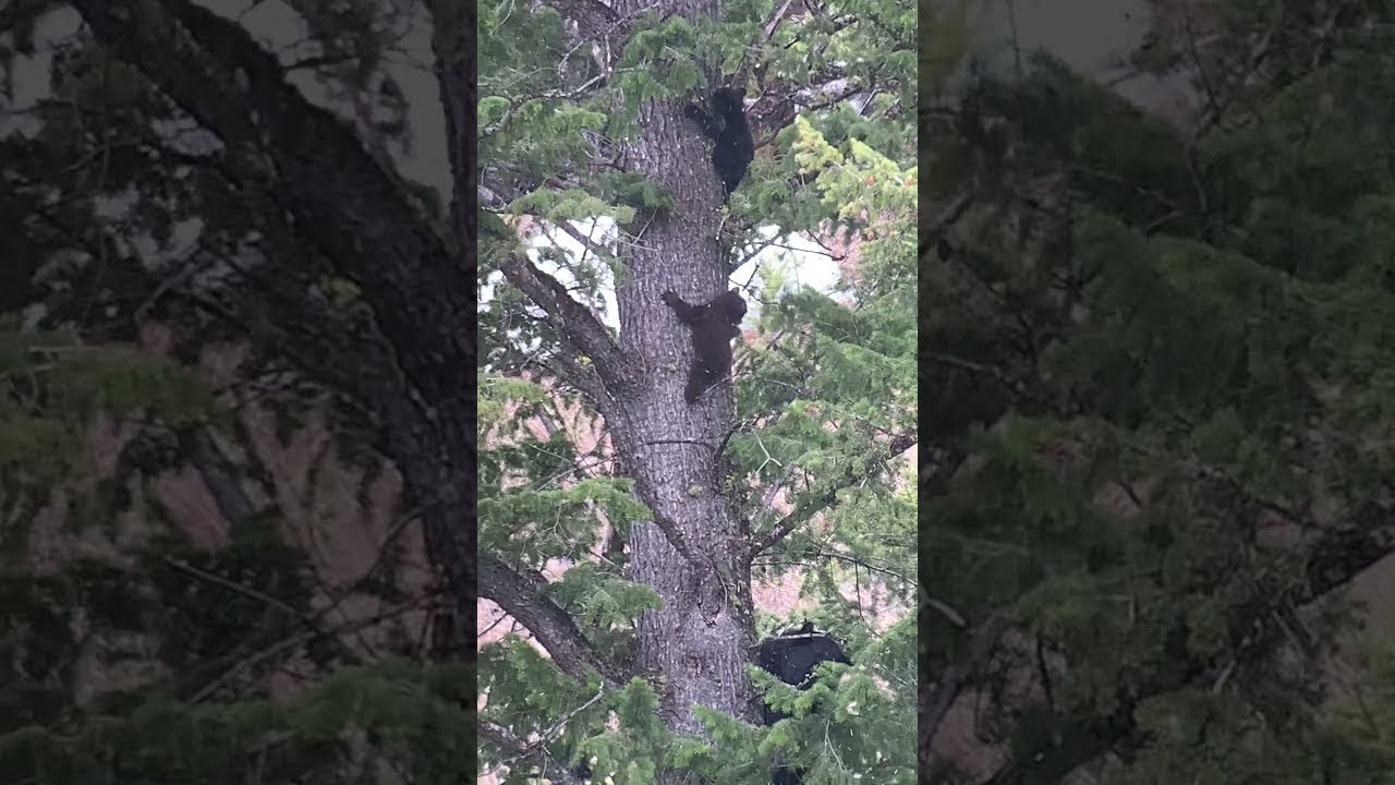 Mama Bear Convincing Her Cubs to Finish Playtime || ViralHog - YouTube