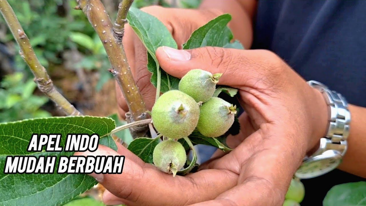 APEL INDO MUDAH BERBUAH