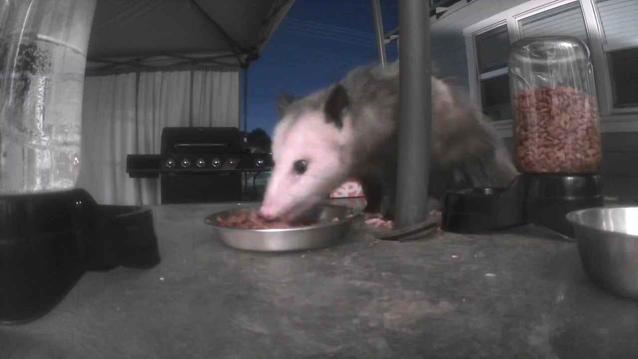 Adorable Possum Up Close: The Cute Side of Nature You Never Knew!