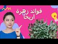اكتشف معجزة الطبيعة فوائد زهرة أريحا المذهلة نبات قيامة مصر 
