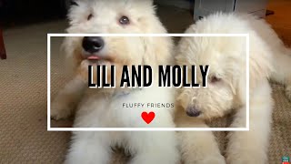 Fluffy friends - Lili & Molly ❤️😘| Dog Cute Moments | Komondor Family by Komondor Family 57 views 3 years ago 46 seconds