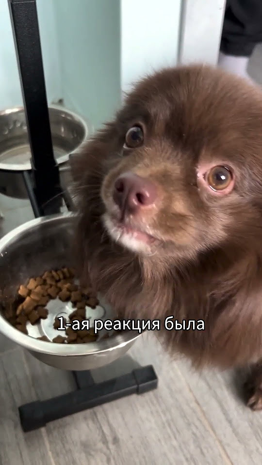 перевоспитание Мики #spitz #смешные #собака #шпиц #топ #шпицуля # ...