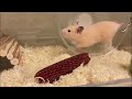 Funny hamsterss compilation 2   1 hour hamster life