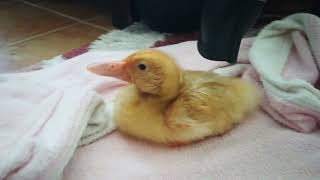 🦆 Reisin Keyfine Diyecek Yok| Sıcak Hava Geliyor Rahatt😁😁