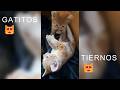 3 gatitas hermosas conquistando corazones 🐱💖💖