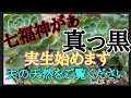 【多肉植物】我が家の弱っ多肉たち発見！途中経過を報告♪