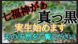 【多肉植物】我が家の弱っ多肉たち発見！途中経過を報告♪