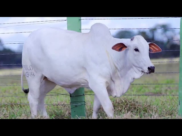 Lote 15   Leilão Nelore CEN & Fazenda Modelo