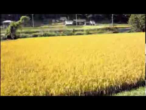 稲穂の波