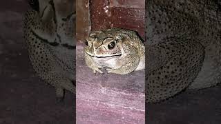 #pet animal #fog short video