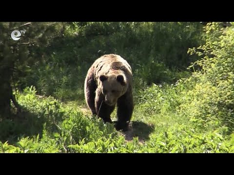 Видео: Стигна ли край на прогонването на добитък?