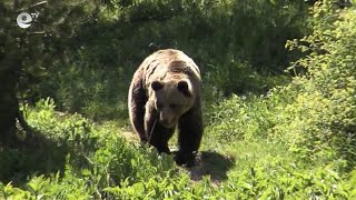 Софиянец дебнал мечката край смолянското село Черешово цяла седмица преди да я отстреля