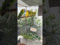 Friendship lovebirds