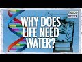 The Amazing Properties of Water! (That Make Life Possible)