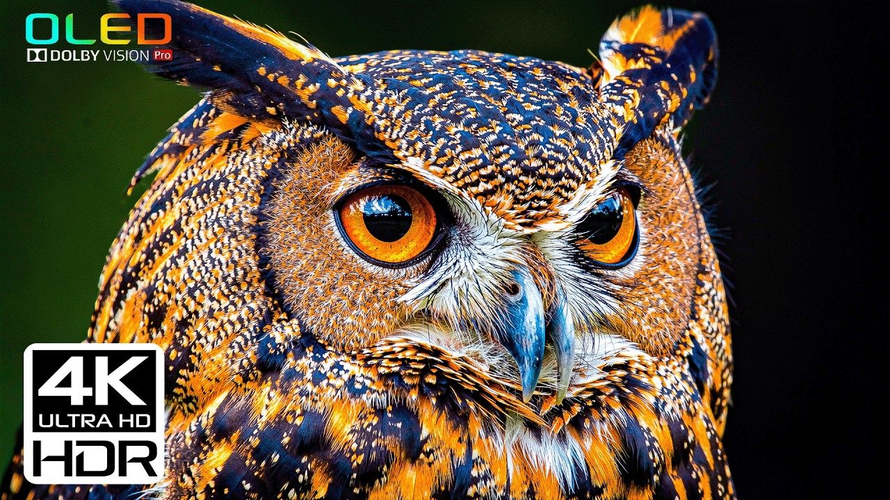 Прекрасные Возможности True Hdr — 8K Dolby Vision 120 Кадров В Секунду.