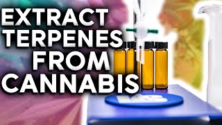 Making Cannabis Derived Terpenes